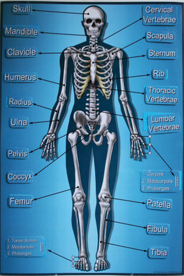 

Skeletal System Poster Paper Print(18 inch X 12 inch, Rolled)