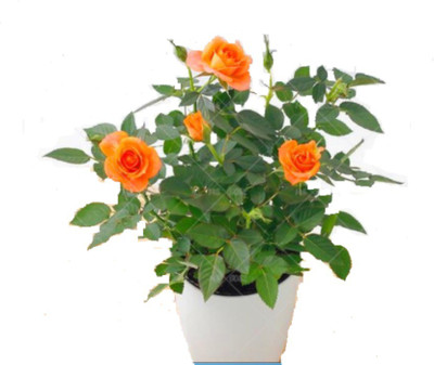 

VS GLOBAL IMPORTED BONSAI POTTED PLANT ORANGE ROSE (20 PER POCKET) Seed(20 per packet)
