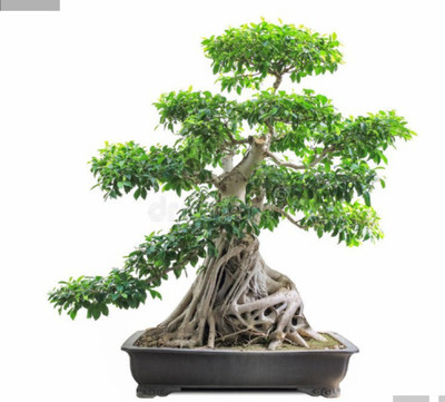 VS GLOBAL BANYAN Seed(10 per packet)