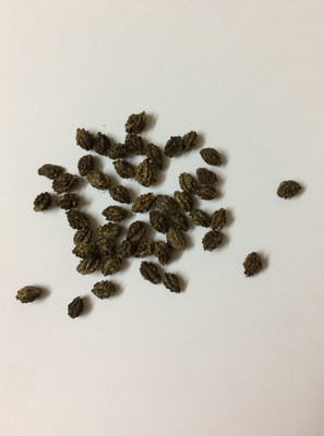 

M-Tech Gardens Papaya Seed(15 per packet)