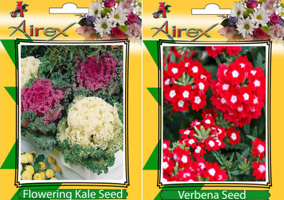 

Airex Flowering Kale, Verbena Seed(15 per packet)