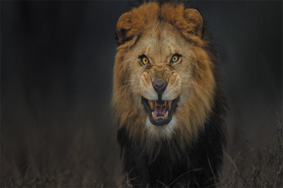 

o-LION-facebook Poster Paper Print(18 inch X 12 inch, Rolled)