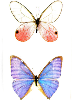 

Gemmas Fashion Butterfly(Butterfly)