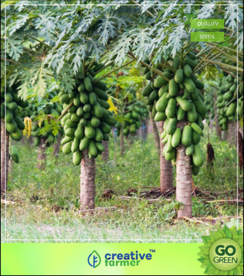 

Creative Farmer Fruit Seeds Giant Papaya Fruit Seeds For Fruit Fruit Seeds For Home Garden Organic Seed(20 per packet)