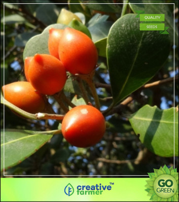 

Creative Farmer Fruit Seeds Indian Medlar Cherry Seeds For Home Garden Kitchen Garden Seed(5 per packet)