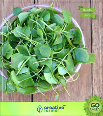 

Creative Farmer Herb Plants Seeds - Watercress Leafy Herb Seeds Seed(20 per packet)