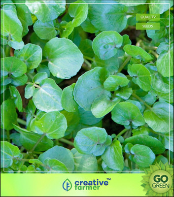 

Creative Farmer Herbal Plants For Growing - Indian Cress Seed(20 per packet)