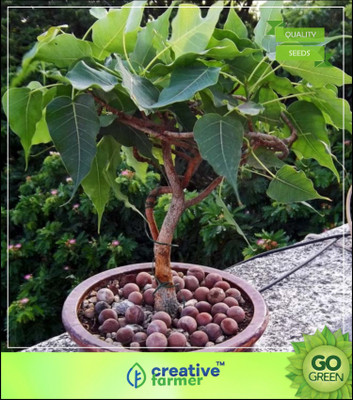 

Creative Farmer Religious Tree Ficus Religiosa - Asvatthamara Herb Seeds Seed(50 per packet)