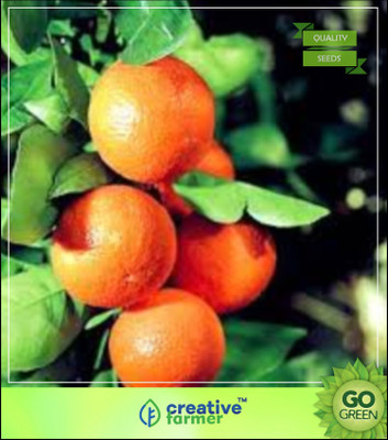

Creative Farmer Fruit Seeds Orange Fruit Seed For Gardening Seed(5 per packet)