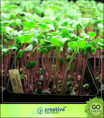 

Creative Farmer Herb Seeds For Kitchen Garden - Cress Seeds - Aliverai, Alivirai, Alivitai Seed(20 per packet)