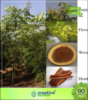 

Creative Farmer Tree Seeds : Biancaea Sappan Herbal Seed(20 per packet)