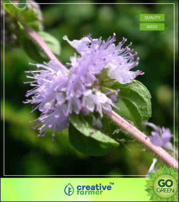 

Creative Farmer Herb Garden - Pennyroyal Seeds For Herb Garden Seed(20 per packet)