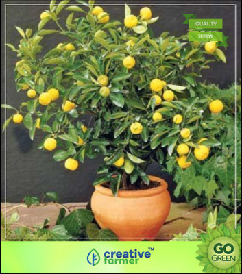 

Creative Farmer Outdoor Plants Naranga Lemon Seeds Fruit Seeds For All Season Seed(5 per packet)