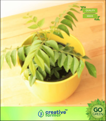 

Creative Farmer Curry Leaf Tree - Small Or Medium Sized Tree Seeds Seeds Seed(5 per packet)