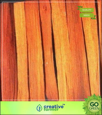 Creative Farmer Tree Seeds : Rare Herb Pathimukham Seeds - Herbal Drink Tree Seeds For Growing Herbal Seed(20 per packet)
