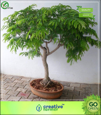 

Creative Farmer Fruit Seeds Best Quality Tamarind Seeds For Growing Fruit Seeds For Home Depot Bonsai Suitable Fruit Seeds Seed(5 per packet)