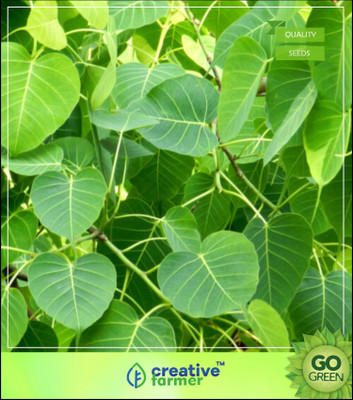 

Creative Farmer Seeds For Planting Trees Ficus Big Branch Exotic Tree Seeds Tree Seeds For Seed(50 per packet)