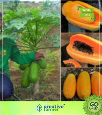 

Creative Farmer Fruit Seed - Papaya - Dwarf Variety Soft /Orange Flesh/ Large Fruit Plant Seeds For Home Garden Seed(20 per packet)