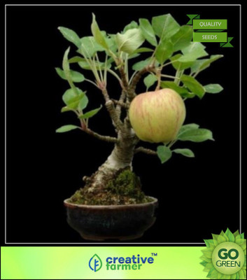 

Creative Farmer Apple Seed(5 per packet)