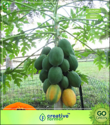 Creative Farmer Fruit Seeds Papaya Plant Seeds Fruit Seeds For Outdoor Seed(20 per packet)
