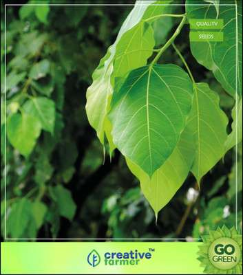 

Creative Farmer Tree Seeds Peepal Holy Fig Tree Chief Oxygen Provider Seeds Tree Seeds For Seed(50 per packet)