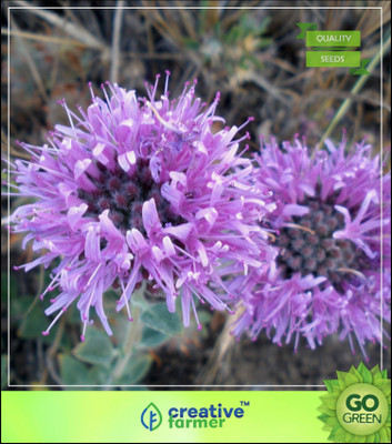 

Creative Farmer Herb Seeds For Garden - Thymus Bidentatus - Penny Royal Seed(20 per packet)