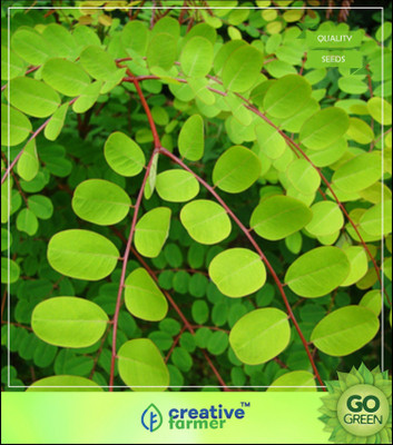 

Creative Farmer Tree Seeds Ornamental Plant With Fragrant Creamy Flowers Seeds For Cultivation Tree Seeds Seed(20 per packet)