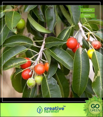 

Creative Farmer Fruit Seeds Mamosa -Elangi Seeds For Kitchen Garden Kitchen Garden Seed(5 per packet)