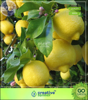 

Creative Farmer Lemon Seeds For Bonsai Seeds For Rainy Season Seed(5 per packet)
