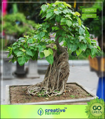 

Creative Farmer Birth Star Tree : Elangi - Pooyam Seed(50 per packet)