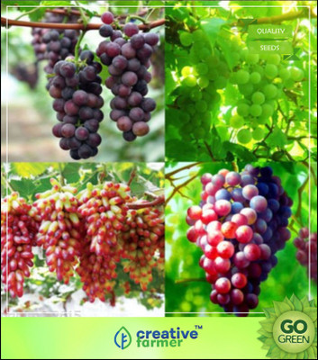 

Creative Farmer Bonsai Suitable Fruit Seeds Green Grape Plant Seeds Mixed Seed(5 per packet)