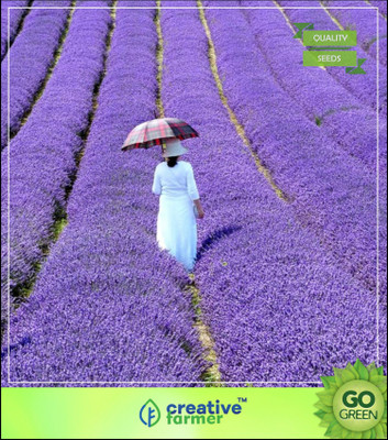 

Creative Farmer Herb Heirloom - Herb Seeds : Lavender English Seed(20 per packet)