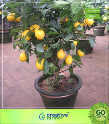 

Creative Farmer Outdoor Plants Lemon Seeds Elumichampazham Fruit Seeds For Home Garden Seed(5 per packet)