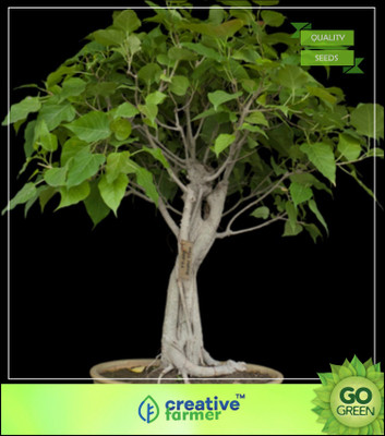 

Creative Farmer Tree Seeds Sacred Fig Seeds For A Garden Seed(50 per packet)