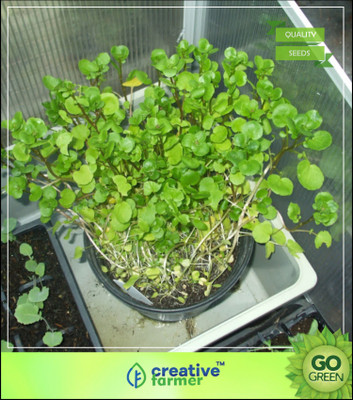

Creative Farmer Herb Heirloom - Brown Cress - Watercress Seed(20 per packet)