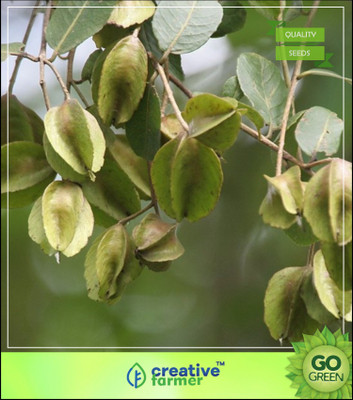 

Creative Farmer Tree Seeds For Large Area Arjun Tree Tree Seeds For Garden Tree Seeds Seed(10 per packet)