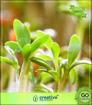 

Creative Farmer Herb Seeds Home Depot - Watercress Fleshy-Stemmed Perennial Herb Seed(20 per packet)