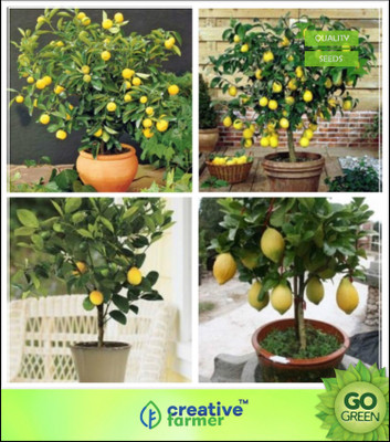 Creative Farmer Fruit Seeds : Exotic Fruit Lemon Seeds Fruit Seeds For Indoor Plants Seed(5 per packet)