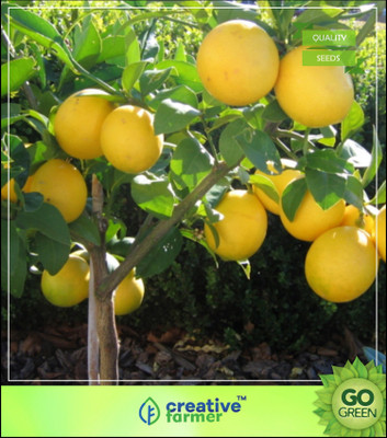

Creative Farmer Fruit Seeds : Dwarf Lemon Seeds Seeds For Rainy Season Seed(5 per packet)