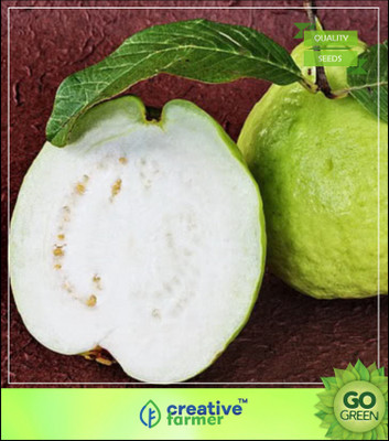 

Creative Farmer Giant Indian Guava Seeds Fruit Plant Seeds For Garden Fruit Seeds Seed(10 per packet)