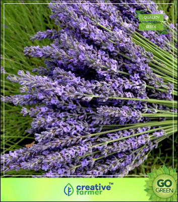 

Creative Farmer Herb Seeds For Planting - Rare Lavender Seeds Seed(20 per packet)