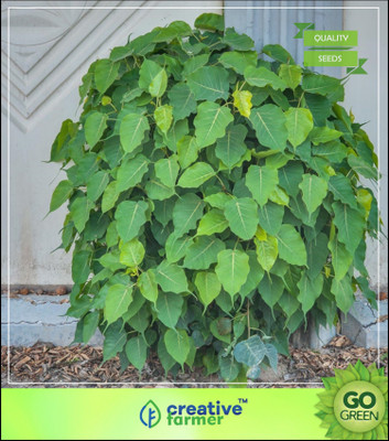 

Creative Farmer Seeds For Trees And Shrubs Ficus Exceptional Medicinal Tree Rare Tree Seeds Tree Seeds For Seed(50 per packet)