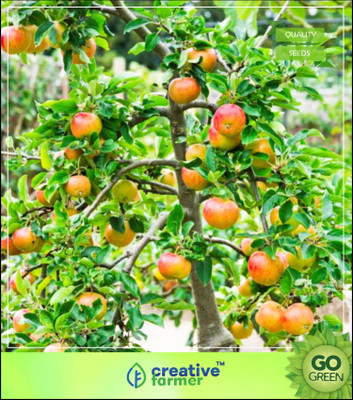 

Creative Farmer Fruit Seeds : Fruit Seeds : Garden Outdoor Fruit Plant Fruit Seeds For Terrace Garden Seed(5 per packet)