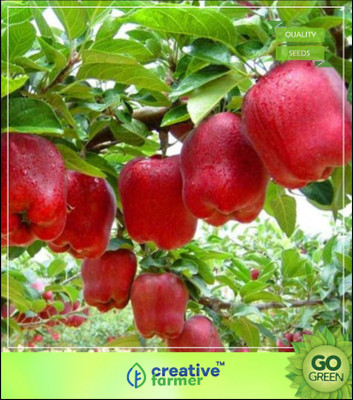 

Creative Farmer Imported Apple Seeds Seeds For All Season Seed(5 per packet)