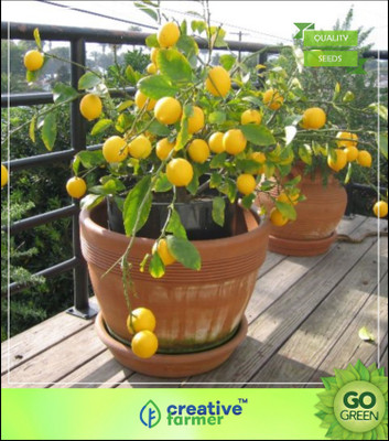 

Creative Farmer Fruit Seeds : Lemon Tree Seeds Fruit Seeds Imported Seed(5 per packet)