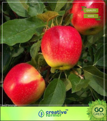 

Creative Farmer Apple Tree - Spreading Canopy For Terrace Garden Seed(5 per packet)