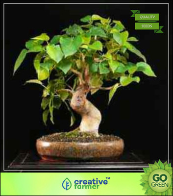 

Creative Farmer Air Purification Tree Ficus Caudata Seeds For Sale Seed(50 per packet)