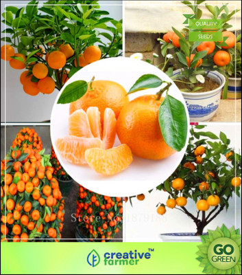 

Creative Farmer Fruit Seeds Orange Seeds V1 Tender Fruit Seeds For Terrace Garden Seed(5 per packet)