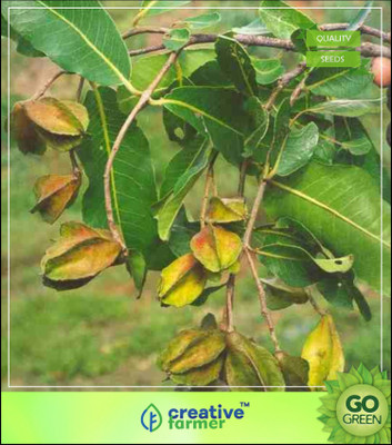 

Creative Farmer Birth Star Tree Seeds: Terminalia Arjuna Seeds Tree Seeds Tree Seeds Seed(10 per packet)