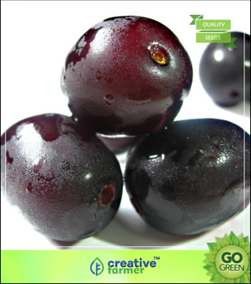 

Creative Farmer Fruit Seeds Plum Fruit Seeds Jamblang Fruit Seeds For Home Garden In India Fruit Seeds Seed(5 per packet)